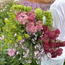 Scabiosa Fire King