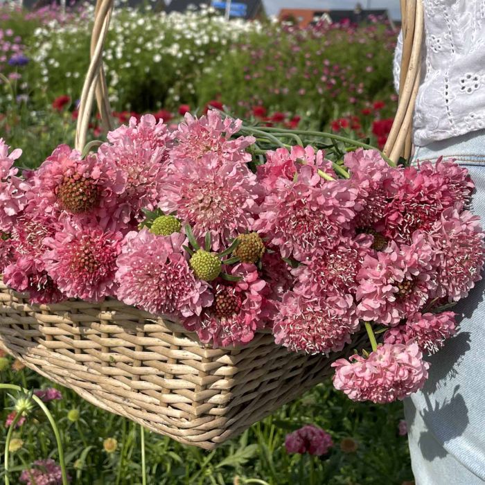 Scabiosa Salmon Queen