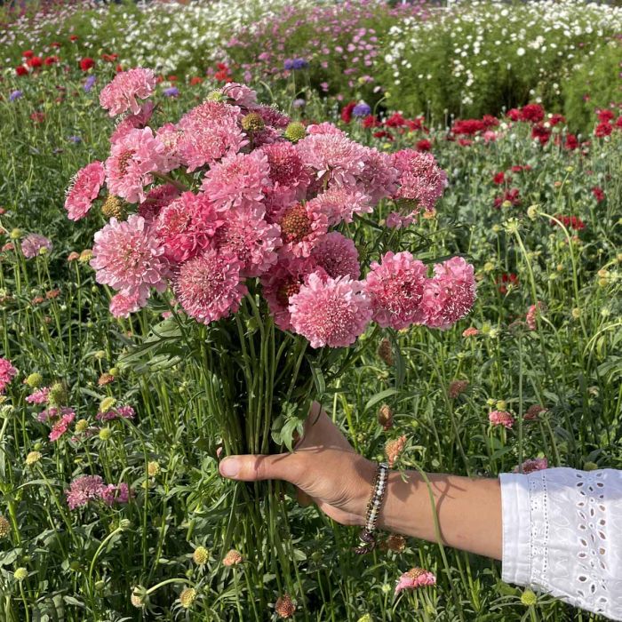 Scabiosa Salmon Queen