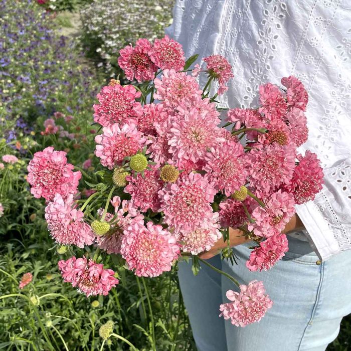 Scabiosa Salmon Queen