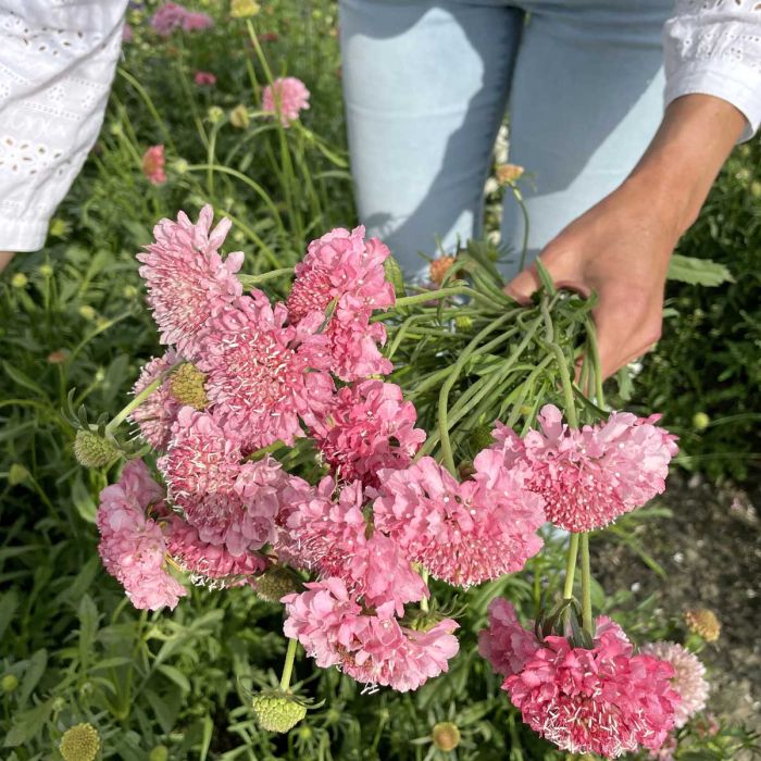 Scabiosa Salmon Queen