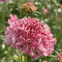 Scabiosa Salmon Queen