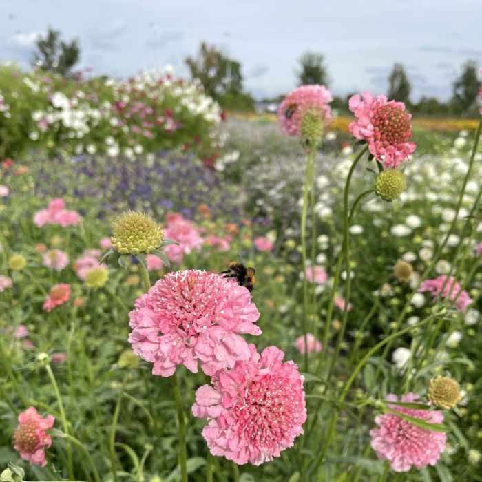 Scabiosa Salmon Queen