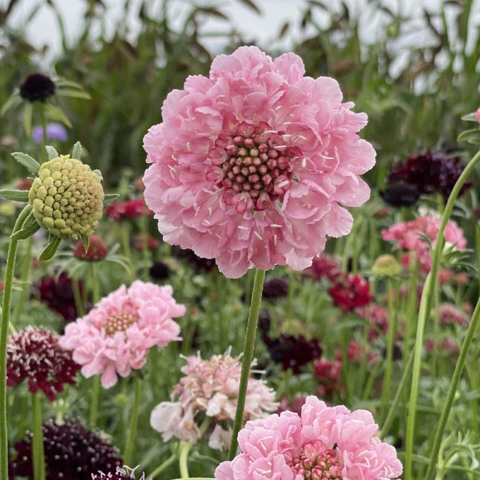 Scabiosa Salmon Queen