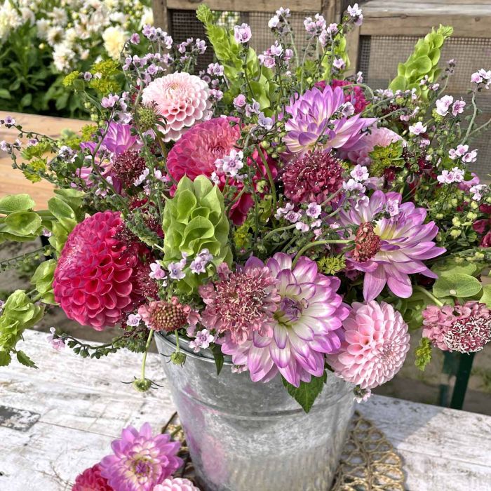 Scabiosa Salmon Queen