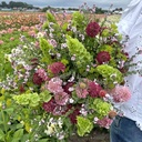 Scabiosa Salmon Queen