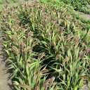 Setaria Italica Lowlander