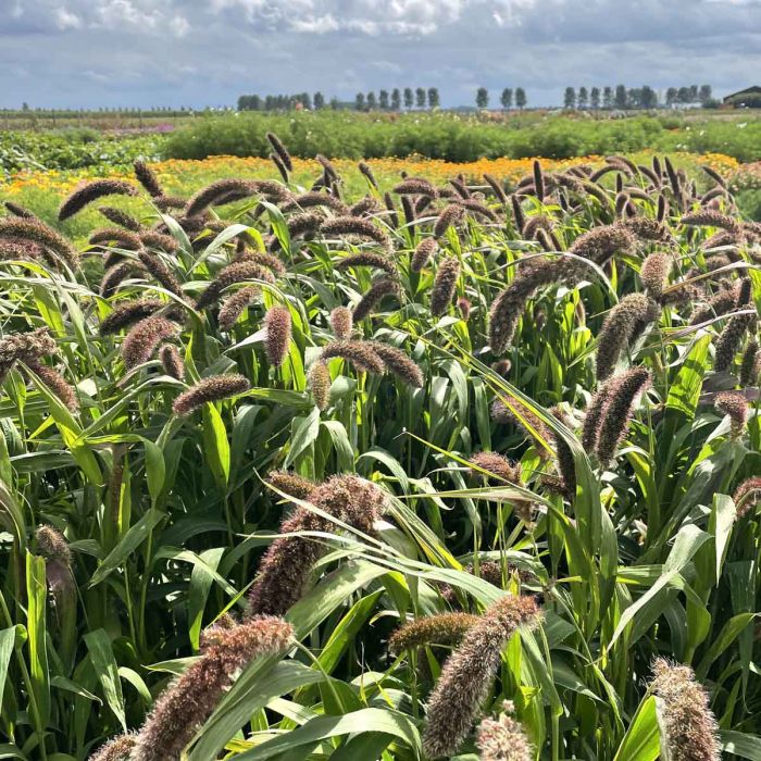 Setaria Italica Lowlander