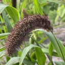 Setaria Italica Lowlander