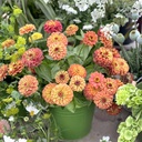 Zinnia Elegans Queeny Lime Orange