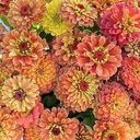 Zinnia Elegans Queeny Lime Orange