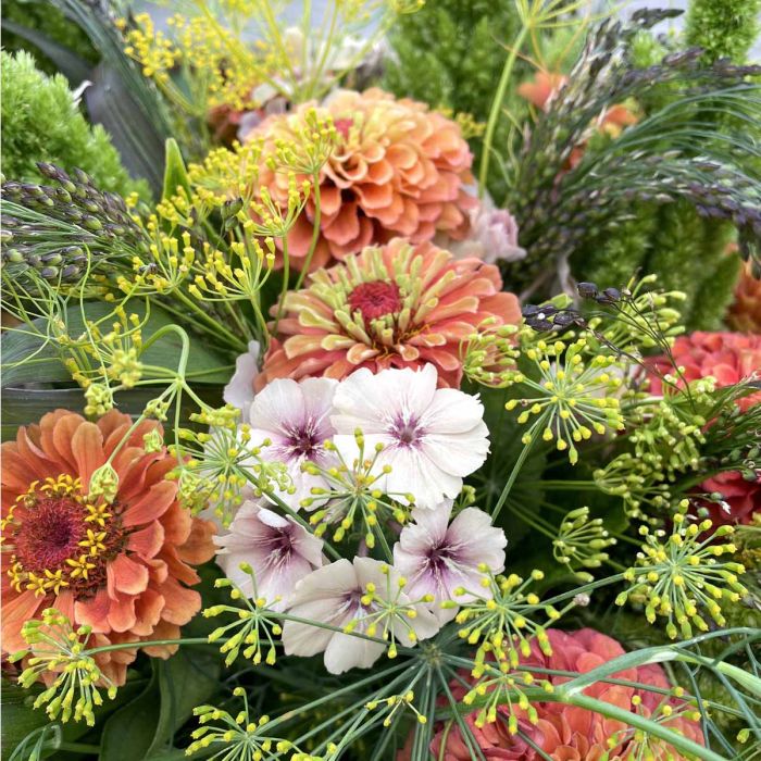 Zinnia Elegans Queeny Lime Orange