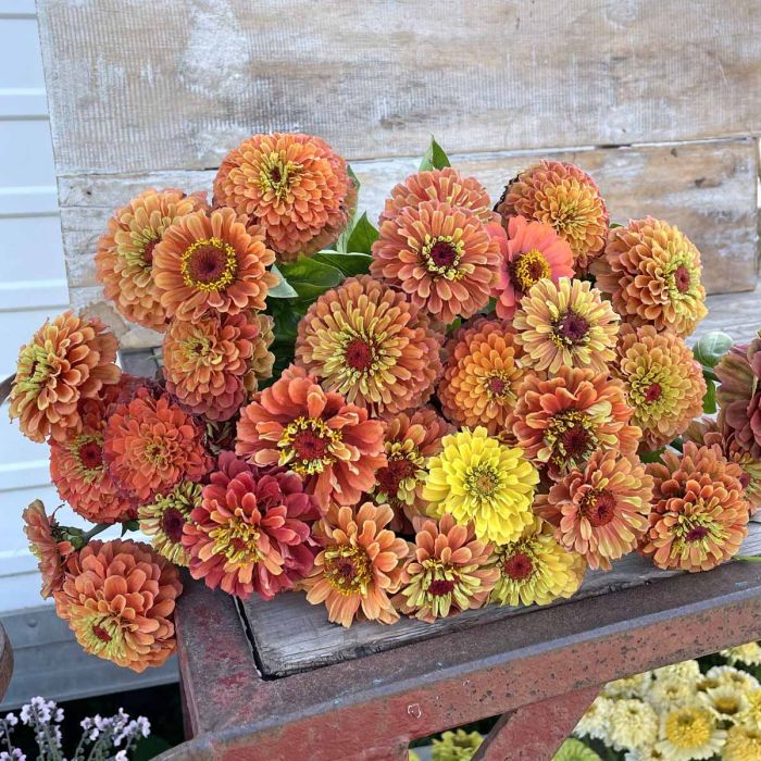 Zinnia Elegans Queeny Lime Orange