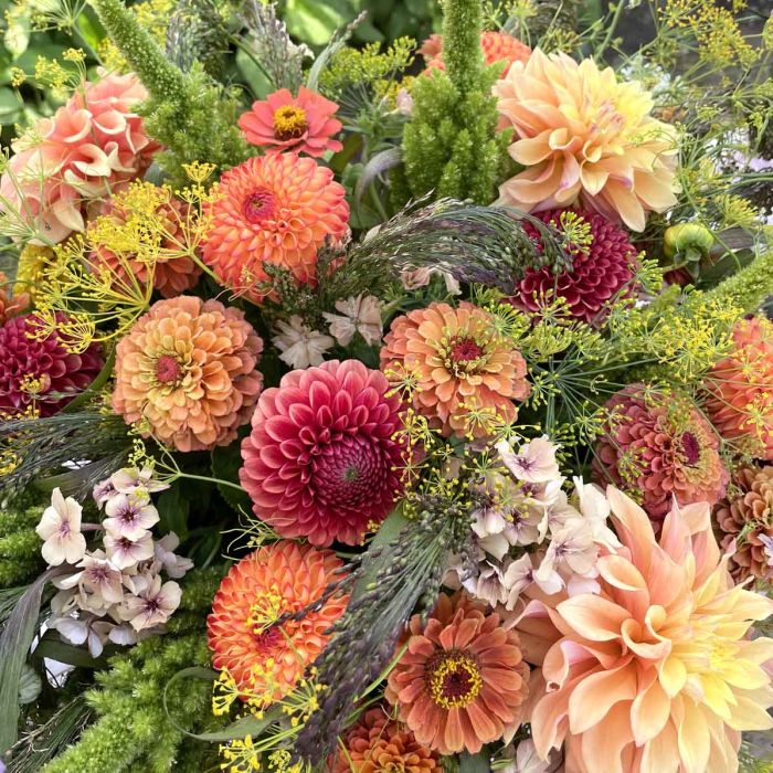 Zinnia Elegans Queeny Lime Orange