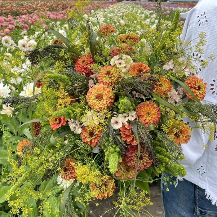 Zinnia Elegans Queeny Lime Orange