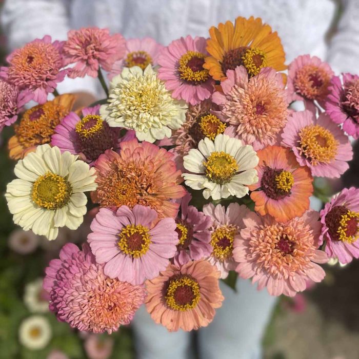 Zinnia Elegans Cresto! Peaches & Cream