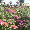 Zinnia Elegans Cresto! Peaches & Cream