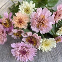 Zinnia Elegans Cresto! Peaches & Cream