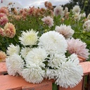 Aster King Size White