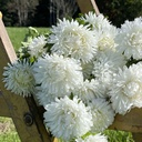 Aster King Size White