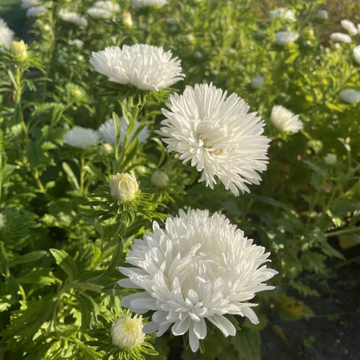 Aster King Size White