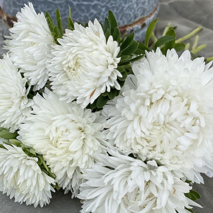 Aster King Size White