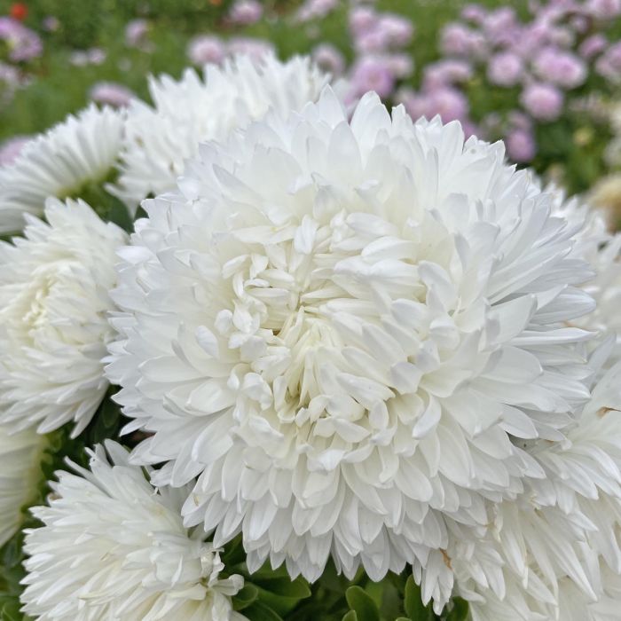 Aster King Size White