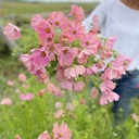 Cosmos Apricotta