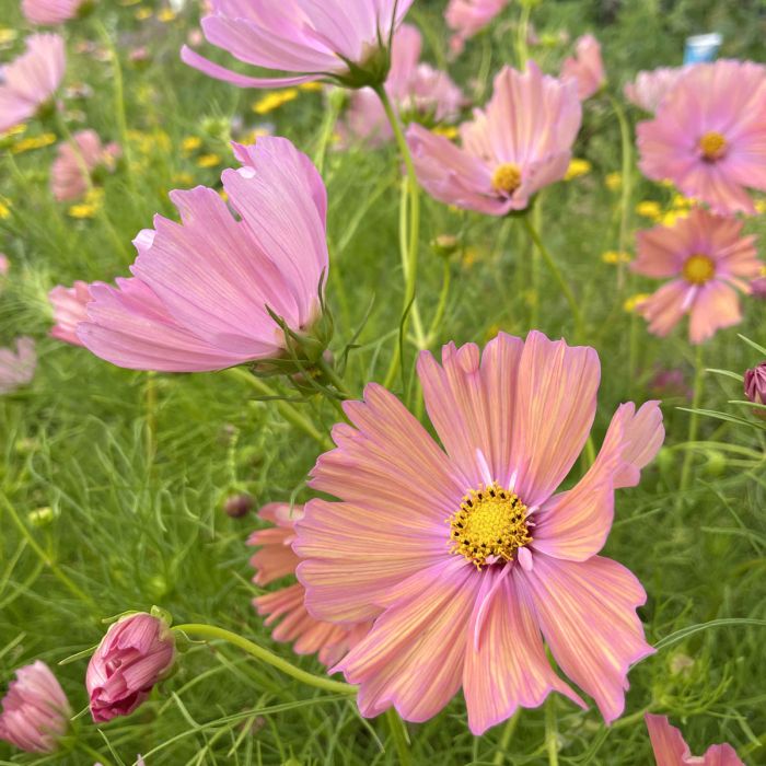 Cosmos Apricotta