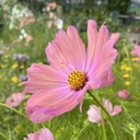 Cosmos Apricotta