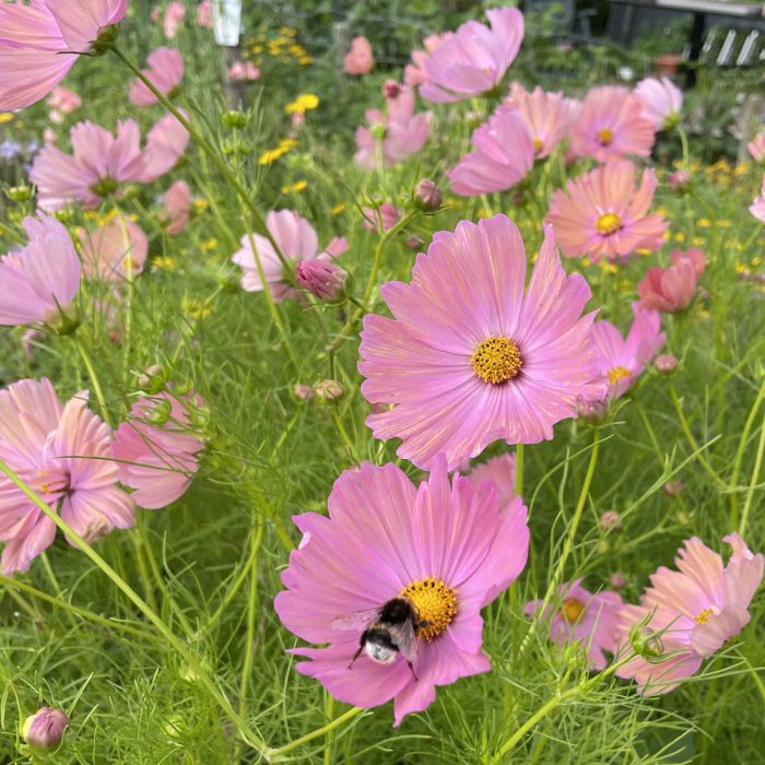 Cosmos Apricotta