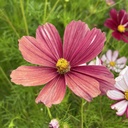 Cosmos Velouette