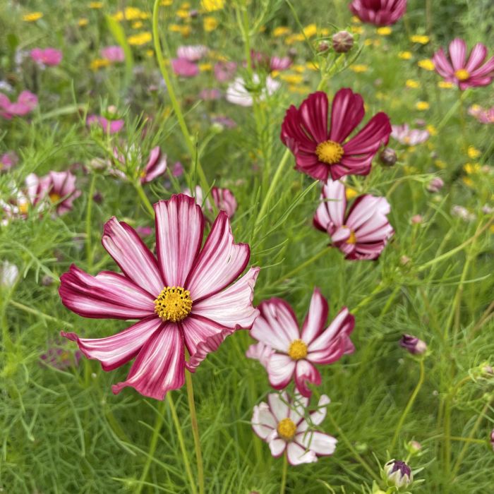 Cosmos Velouette