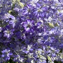 Delphinium Frosted Skies