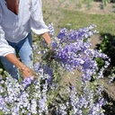 Delphinium Frosted Skies