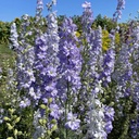 Delphinium Frosted Skies