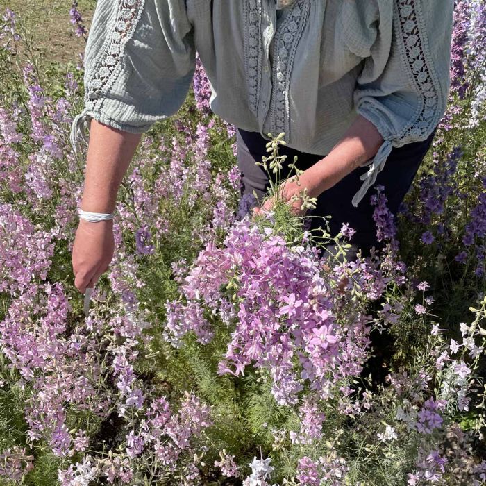 Delphinium Fancy Belladonna