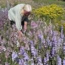 Delphinium Fancy Belladonna