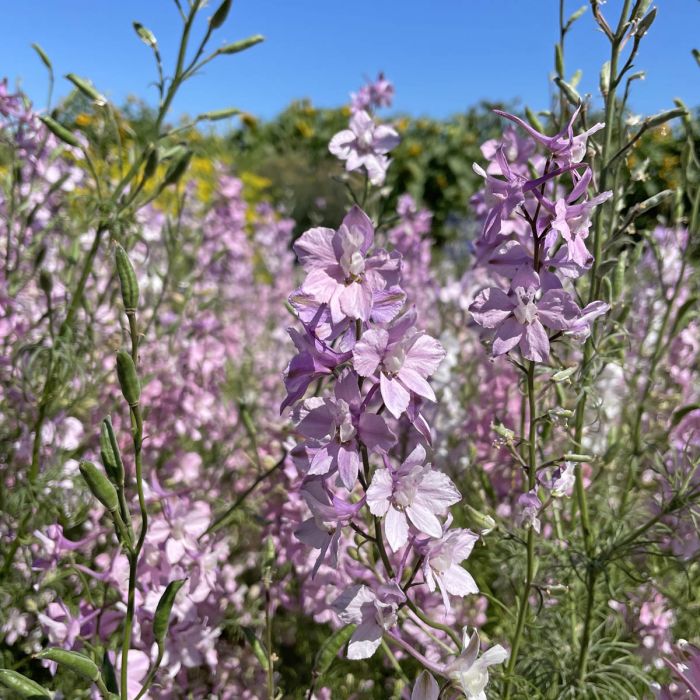 Delphinium Fancy Belladonna