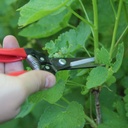 Flower Pruner