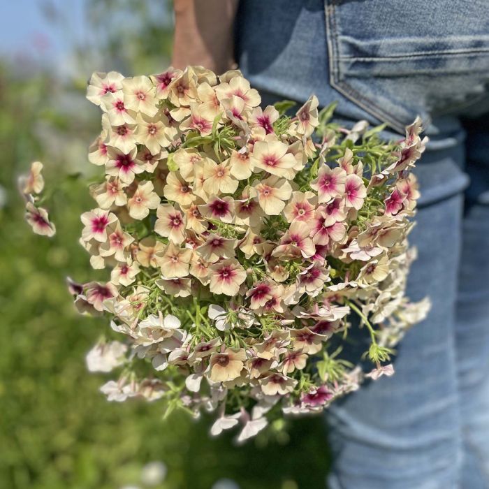 Phlox Cherry Caramel