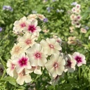 Phlox Cherry Caramel