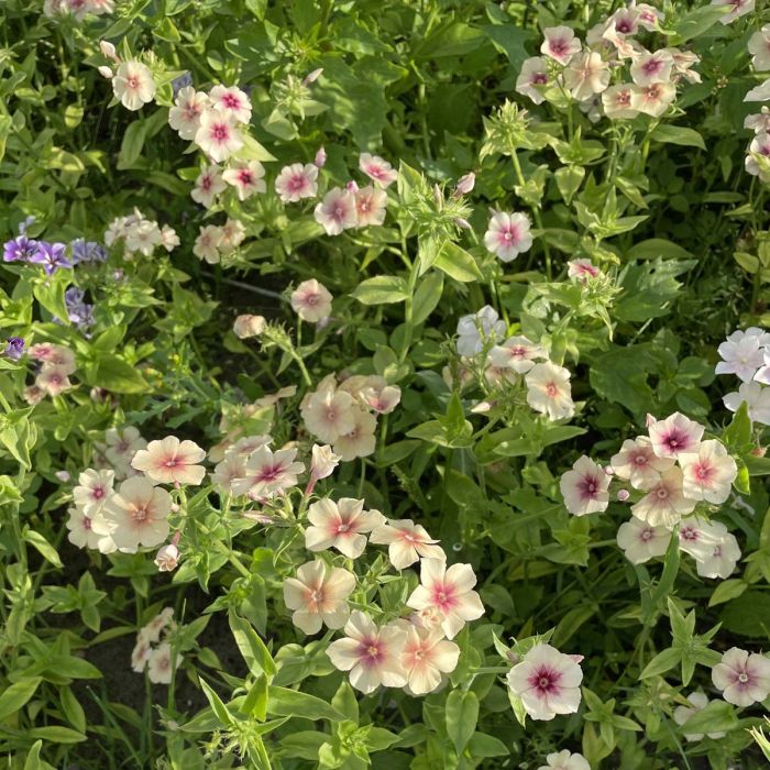 Phlox Cherry Caramel