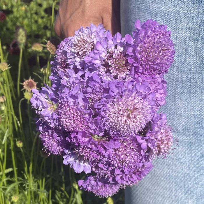 Scabiosa Blue Cockade