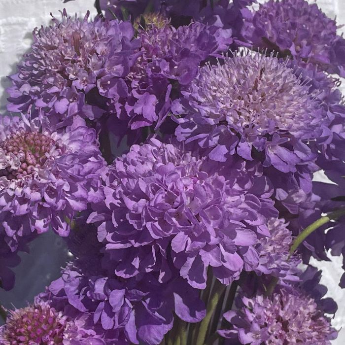 Scabiosa Blue Cockade