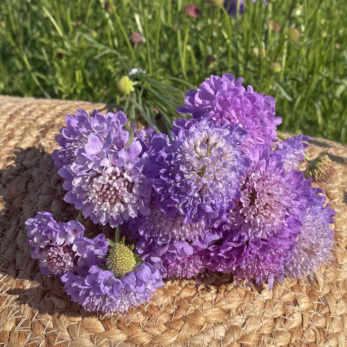 Scabiosa Blue Cockade