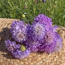 Scabiosa Blue Cockade