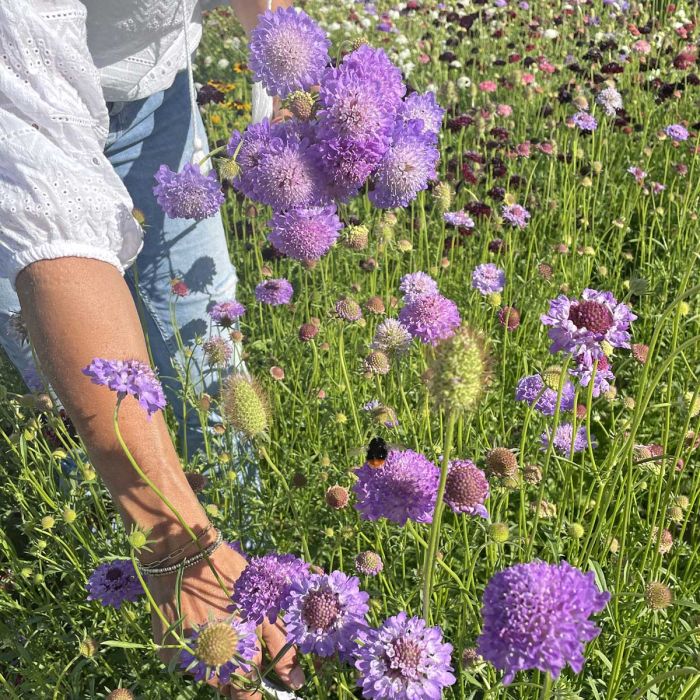 Scabiosa Blue Cockade