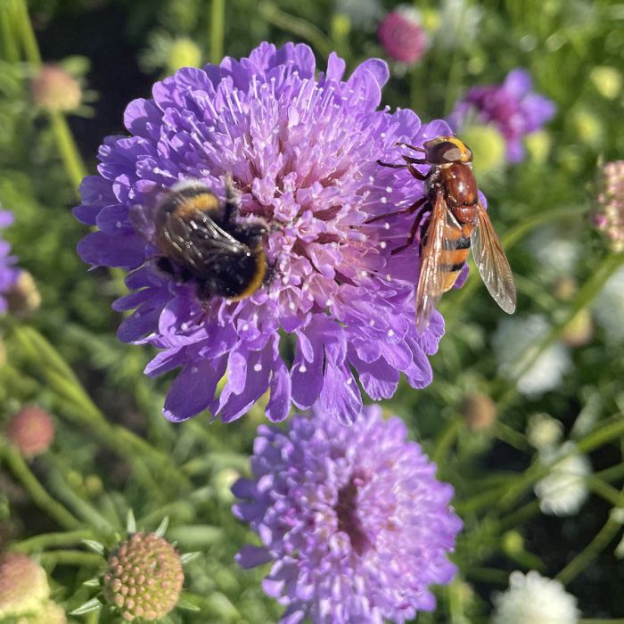 Scabiosa Blue Cockade