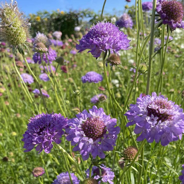 Scabiosa Blue Cockade